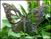 Metal Butterfly Plant Marker - Garden Yard Art - Outdoor Garden Decor - 10" x 13"